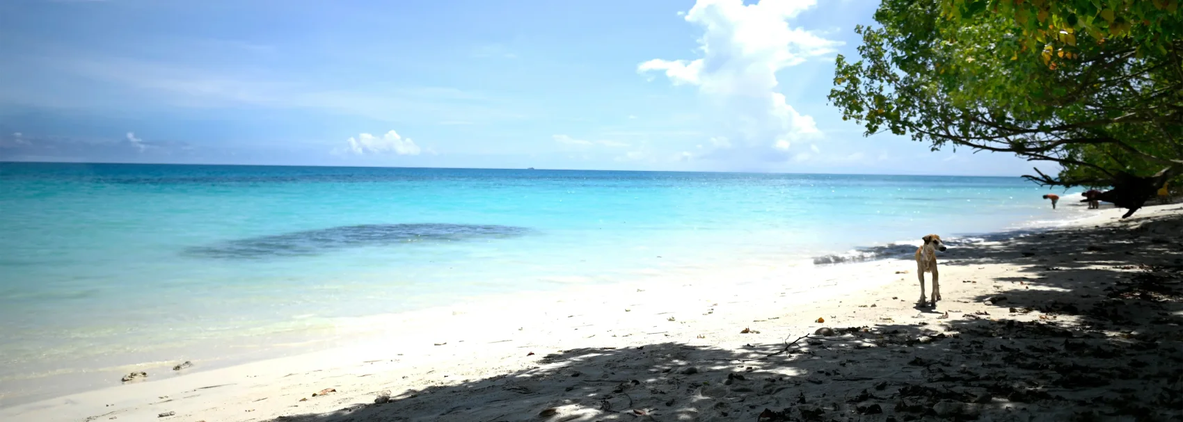 Havelock Island to Port Blair via ferry + Corbyn's Cove beach