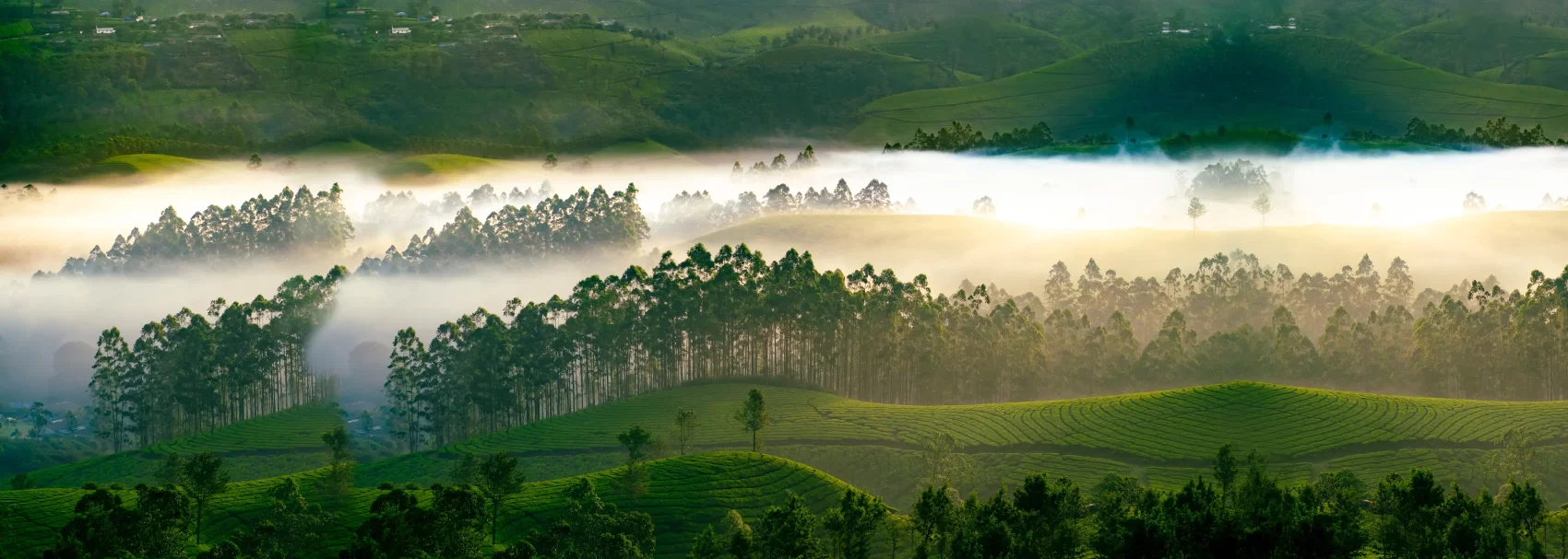 Munnar Sightseeing