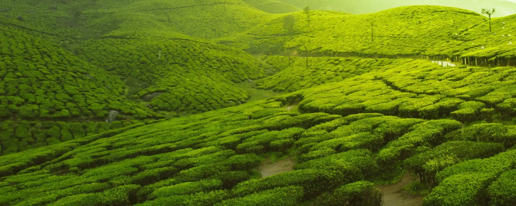 Munnar Sightseeing