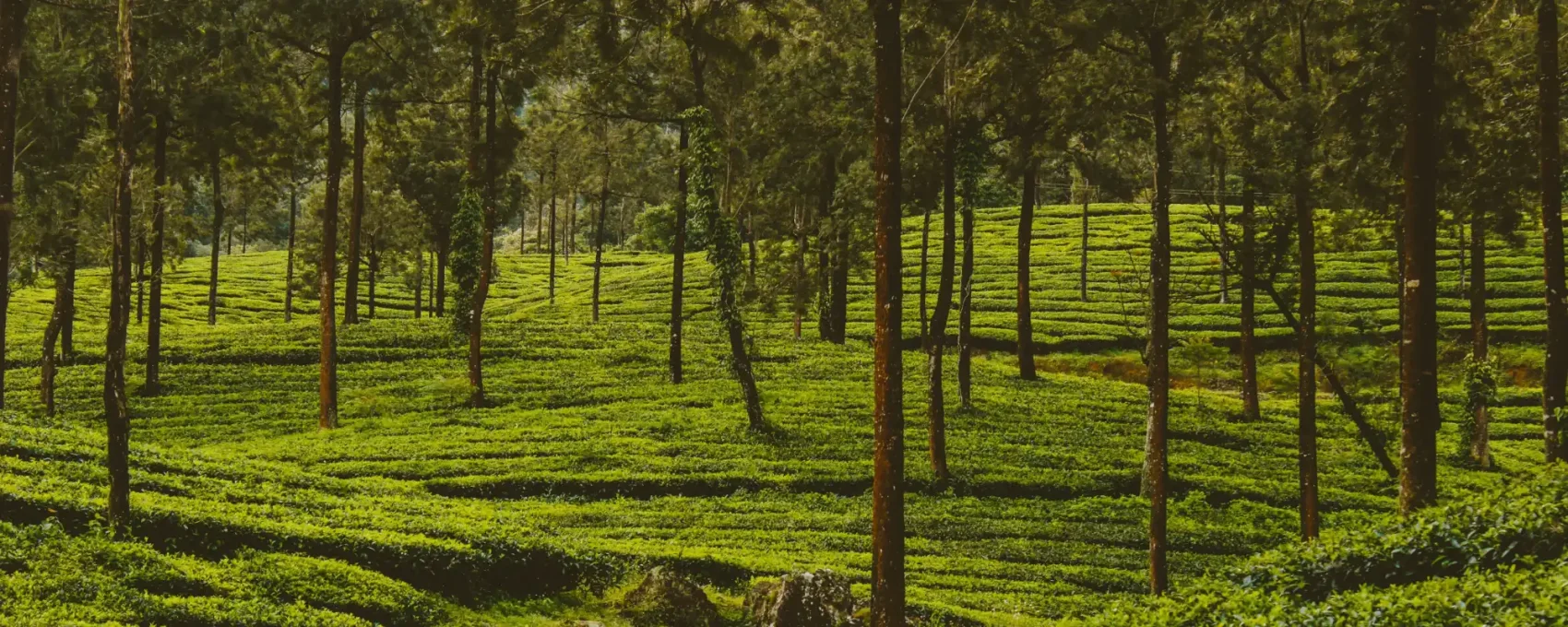 Munnar Sightseeing