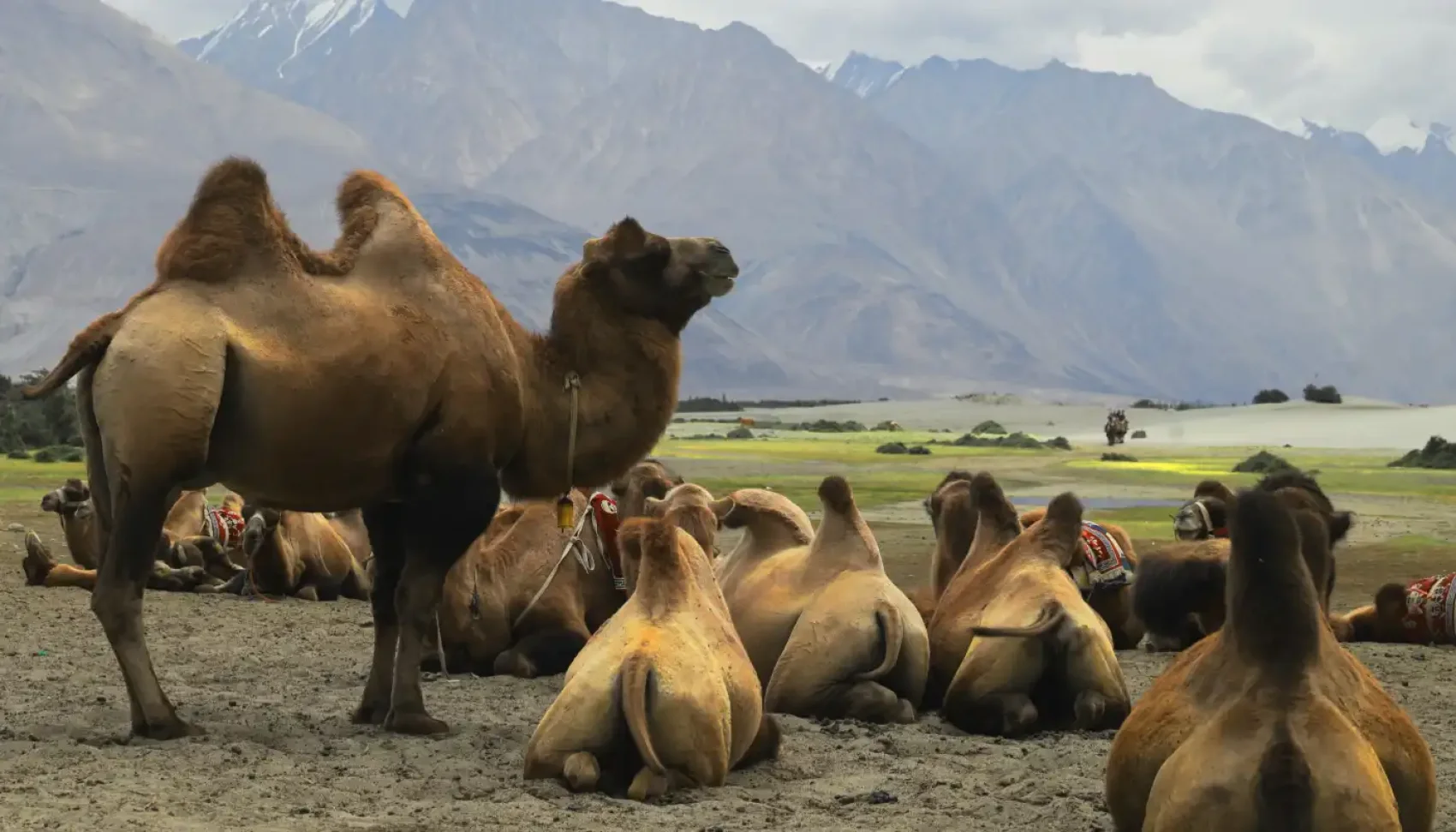 Leh to Nubra Valley (120 KMS/4–5 HRS)