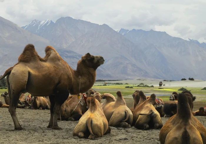 5 Nights Leh & Nubra Tour with Pangong Excursion