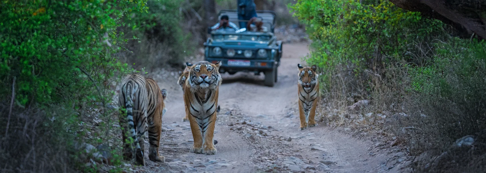 Morning Safari