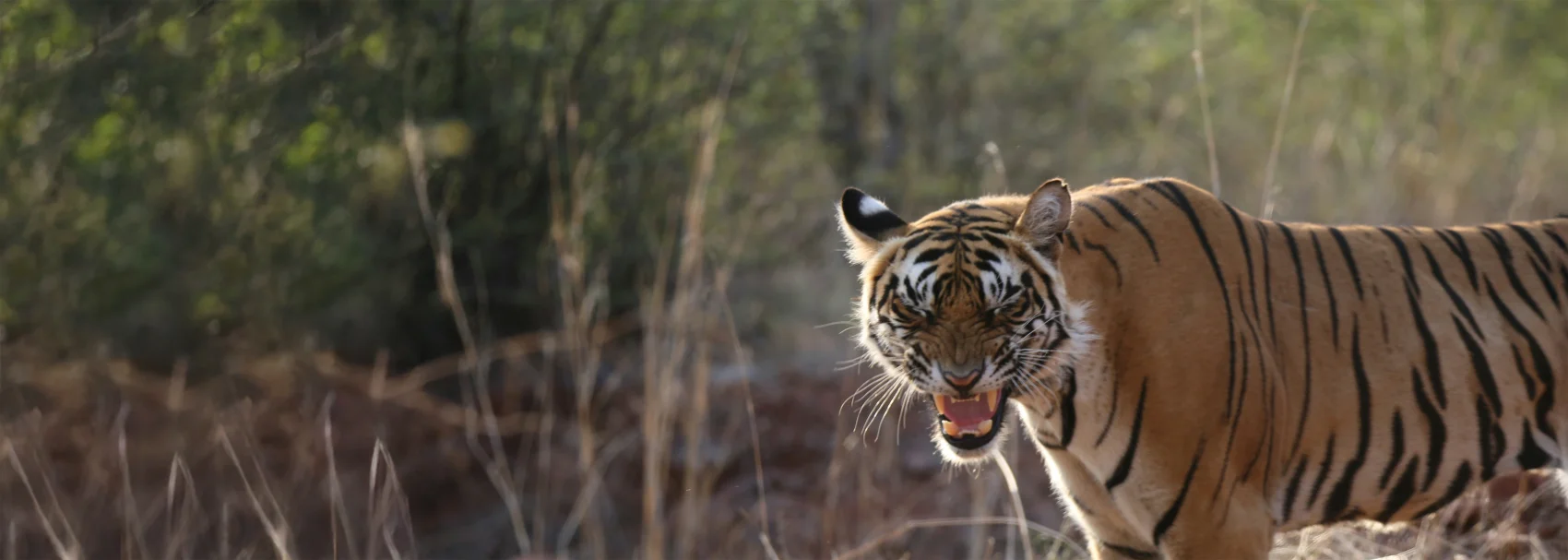 Morning Safari