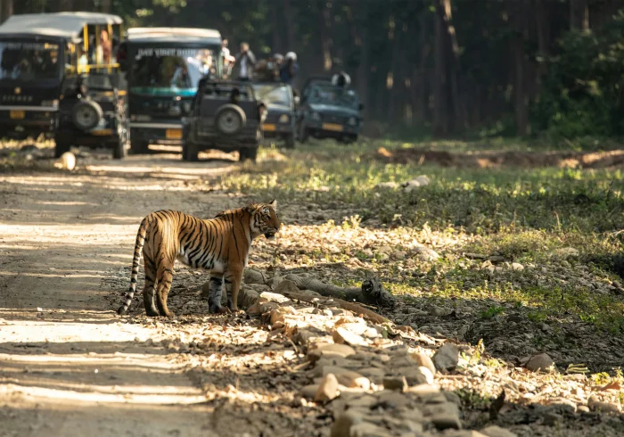2 Nights Ranthambore Wildlife Safari