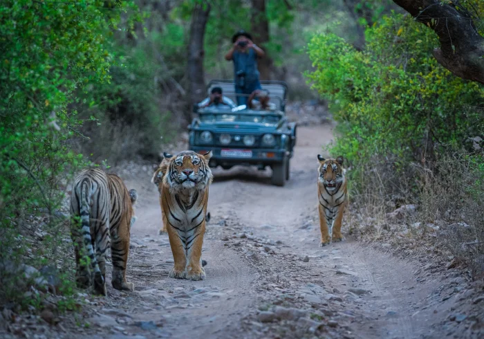 2 Nights Ranthambore Wildlife Safari