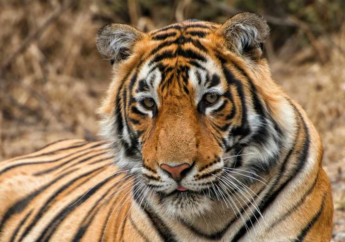 2 Nights Ranthambore Wildlife Safari
