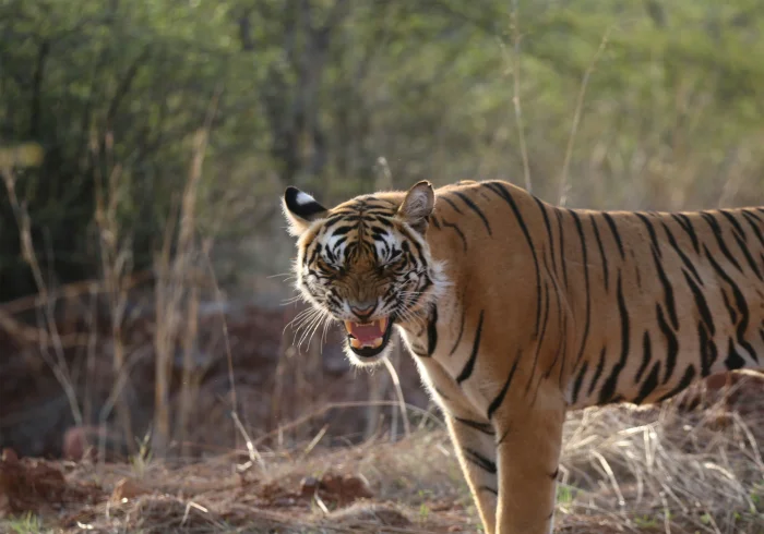 2 Nights Ranthambore Wildlife Safari