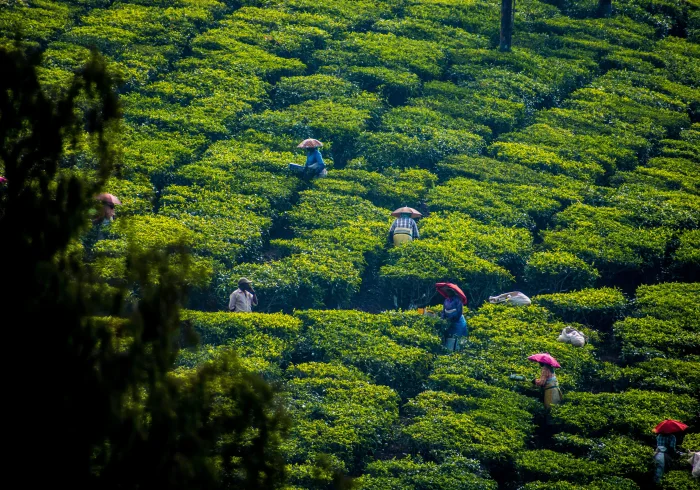 7 Nights Complete Kerala Experience