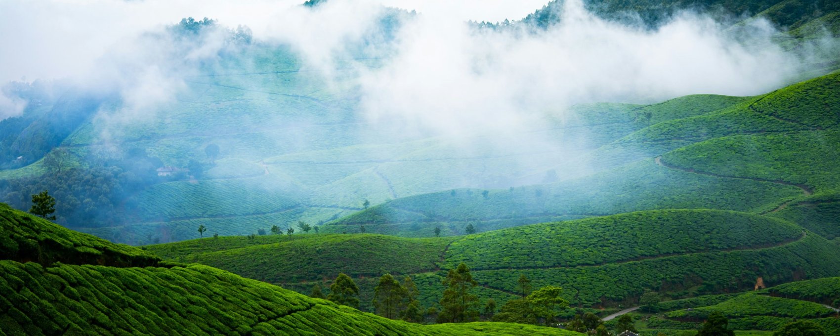 Full Day Sight Seeing Of Munnar