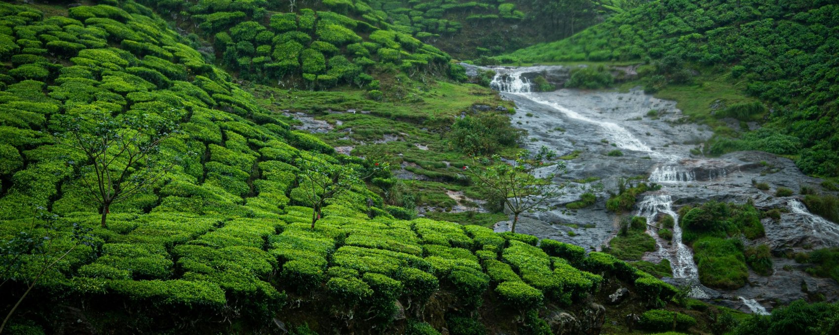 Full Day Sight Seeing Of Munnar