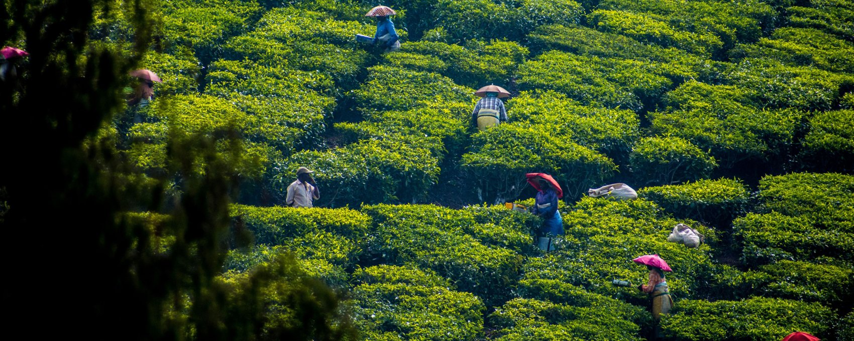 Thekkady - Munnar (03 Hrs drive)