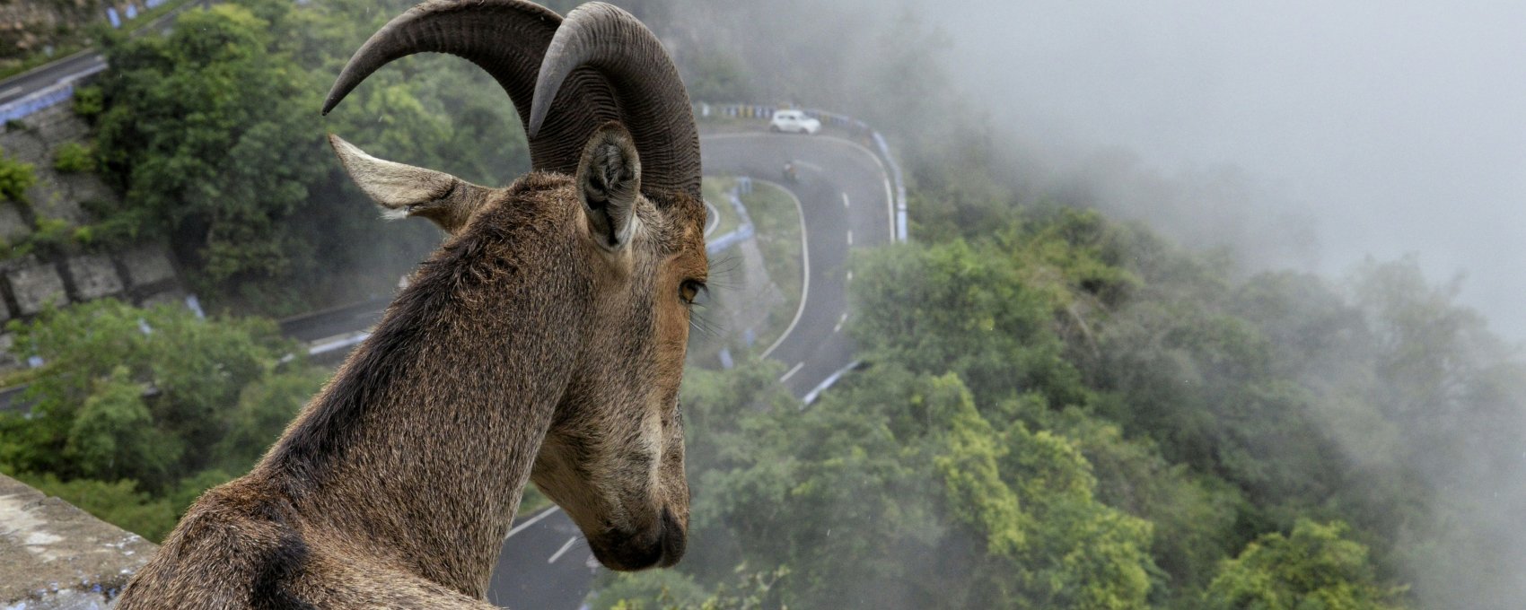 Full Day Sight Seeing Of Munnar
