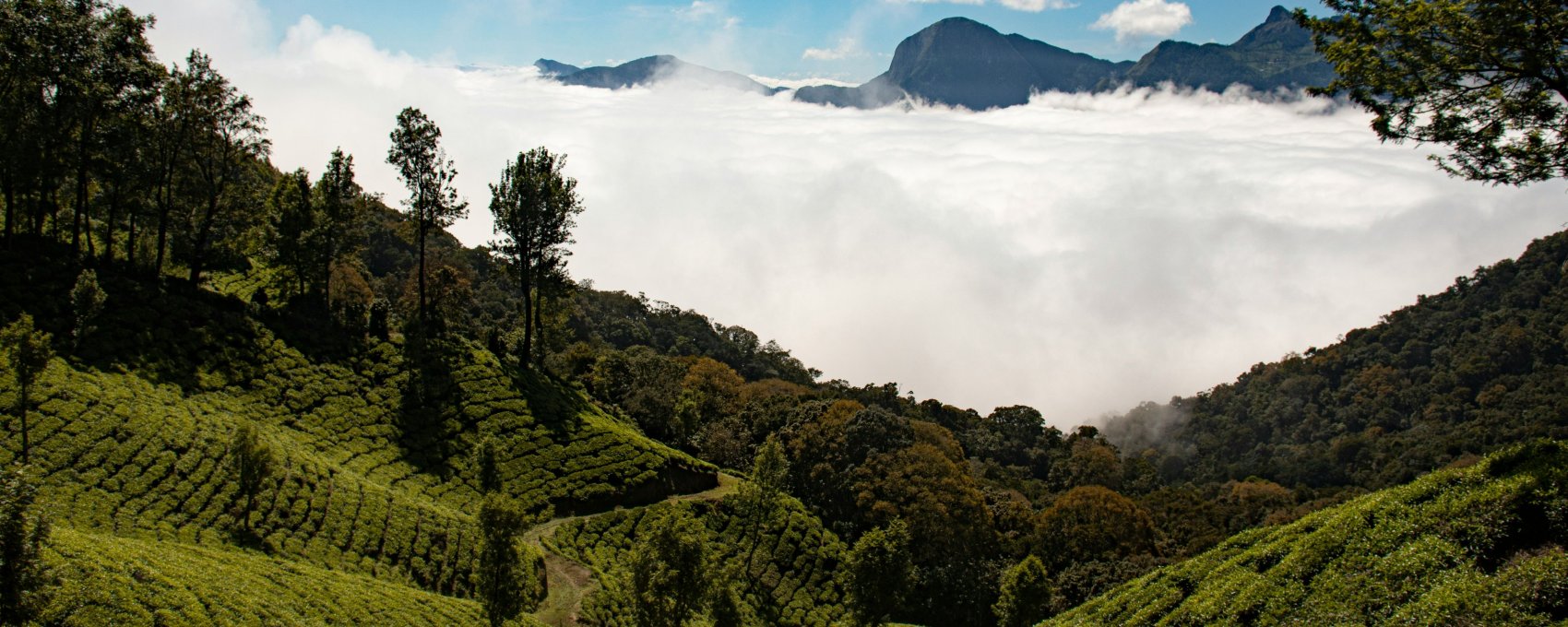 Full Day Sight Seeing Of Munnar