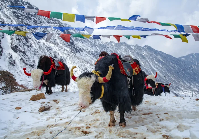 8 Nights Gangtok Essence Discovery