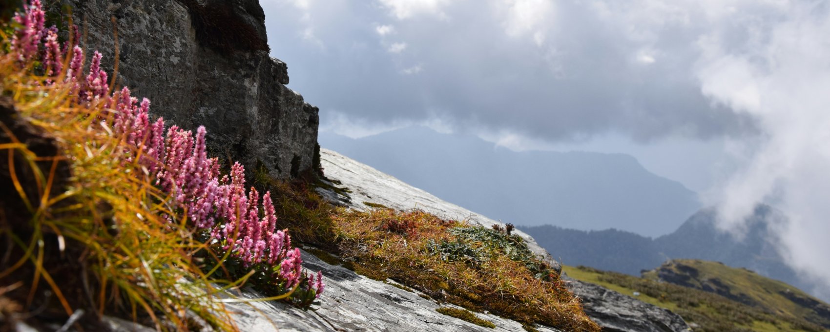 Chopta, Char Dham Yatra: Beautiful pink flowers add color to the mountain landscape.