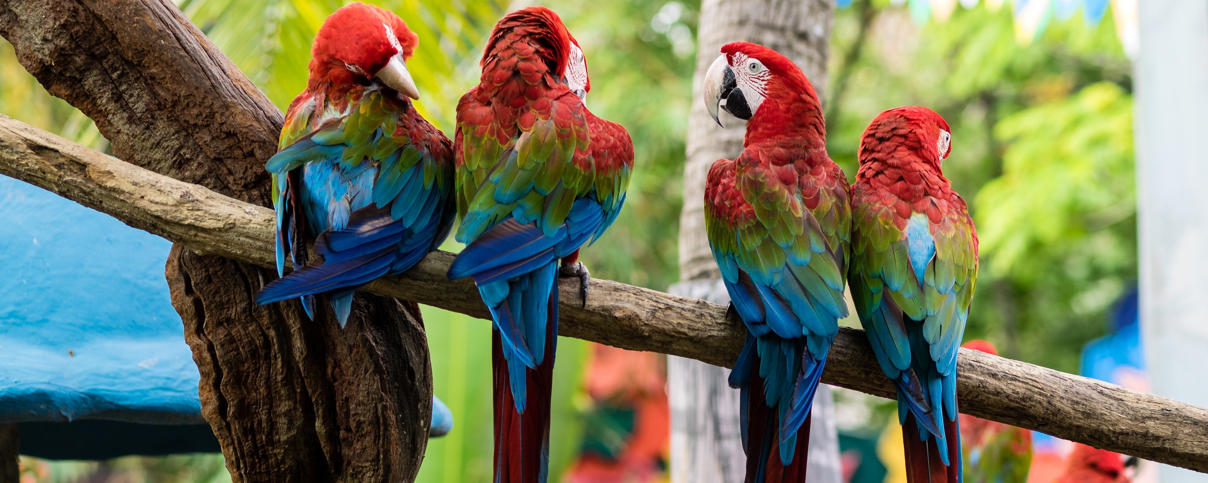 The image shows several vibrantly colored macaws perched on a branch at Bangkok tour.
