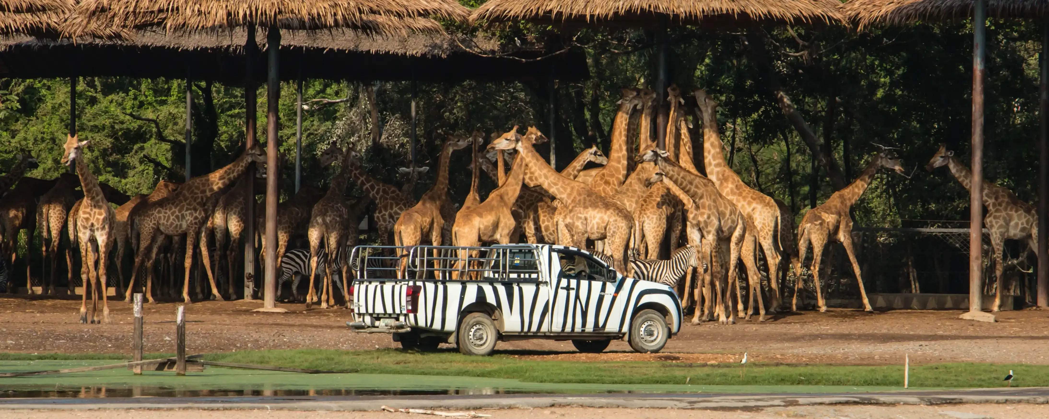 The image shows a group of Northern Giraffes and a vehicle camouflaged like a zebra in Safari World, Bangkok tour.