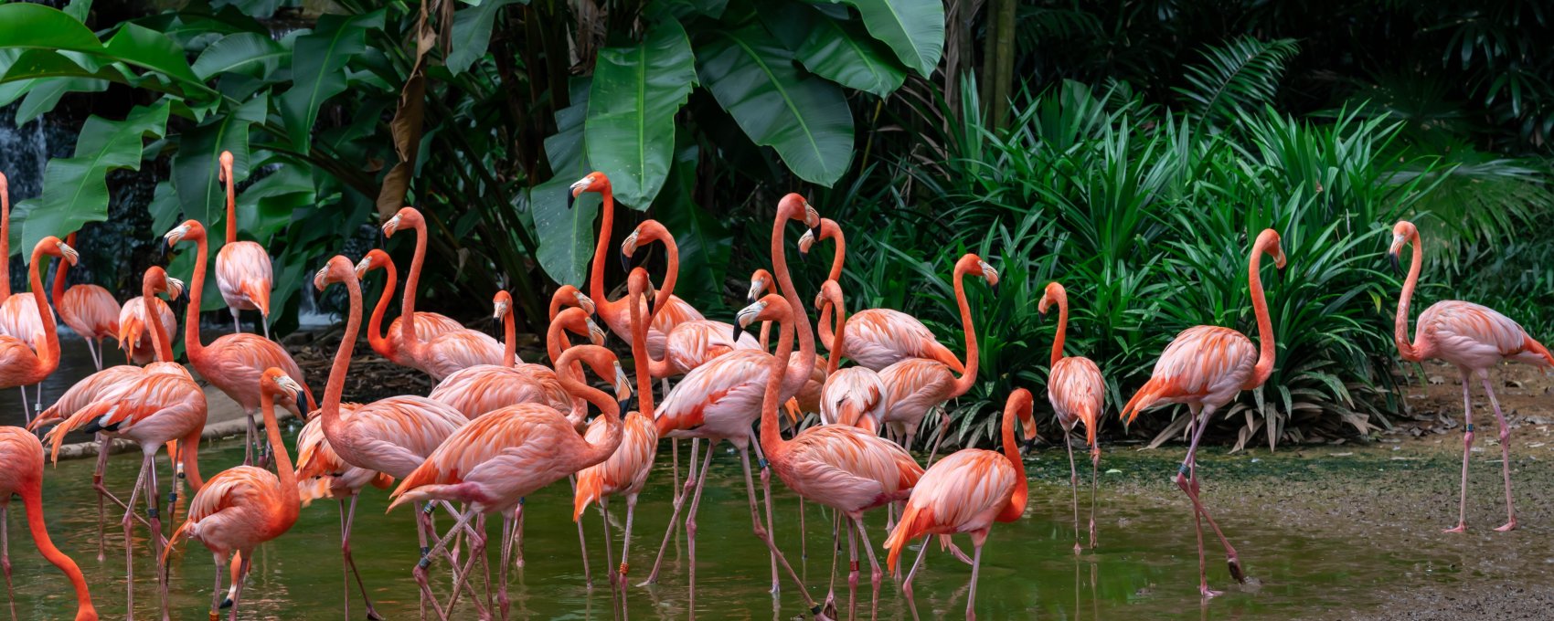 Night Safari & Bird Paradise