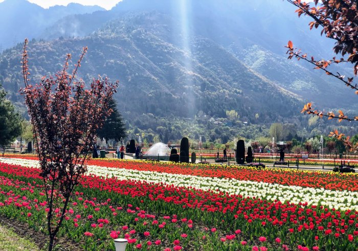 Beautiful tulip garden in Kashmir. Many colorful flowers. Good place for Kashmir tour.