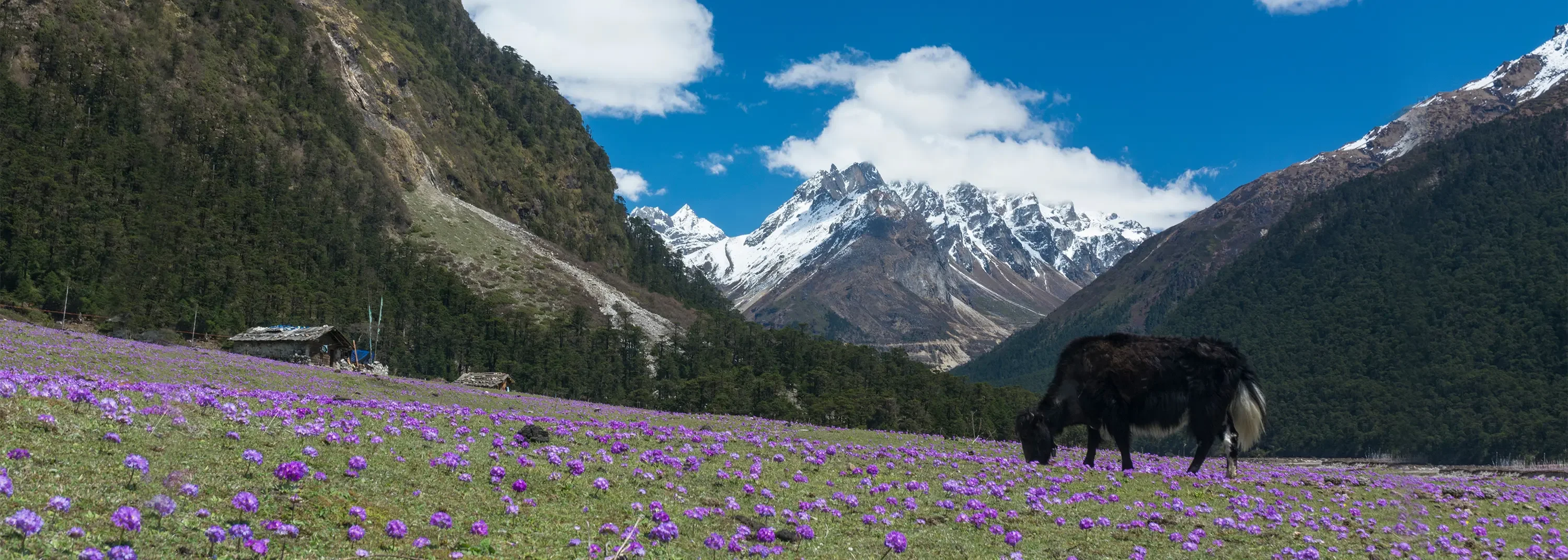 Lachung to Yumthang Excursion