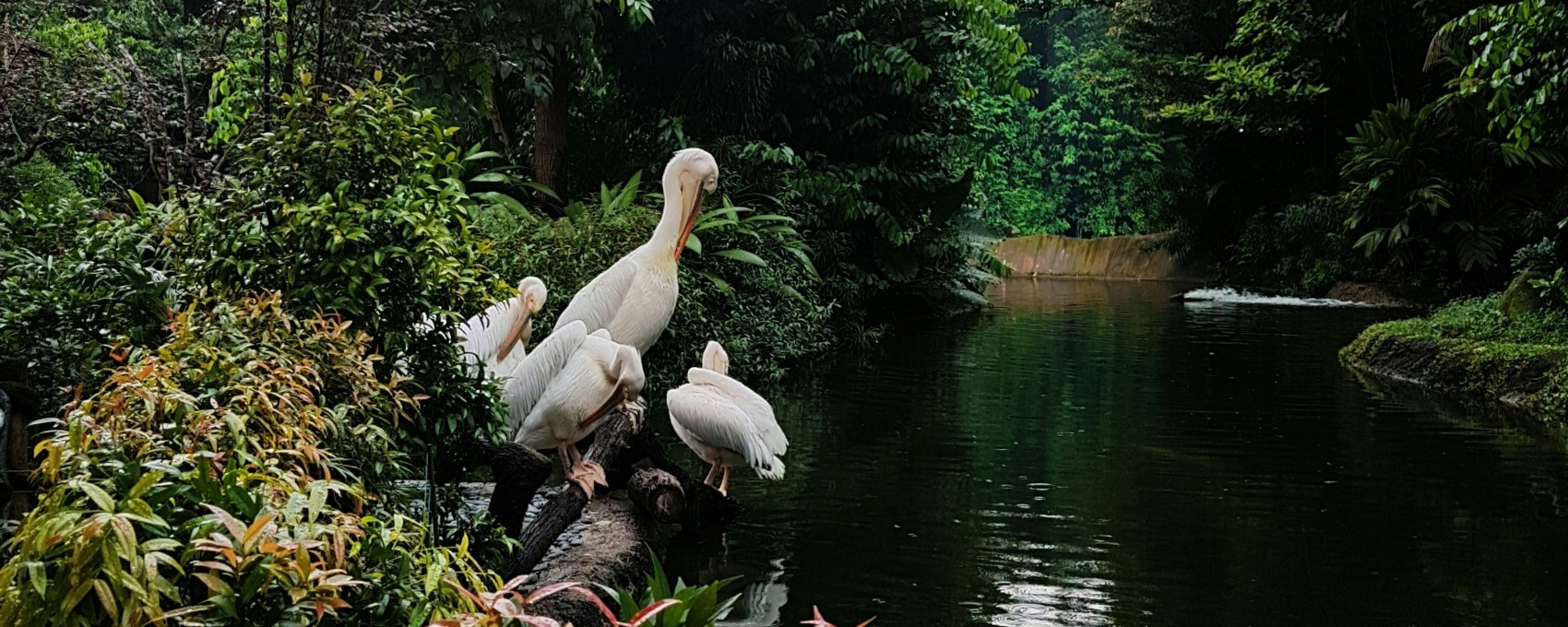 Night Safari & Bird Paradise