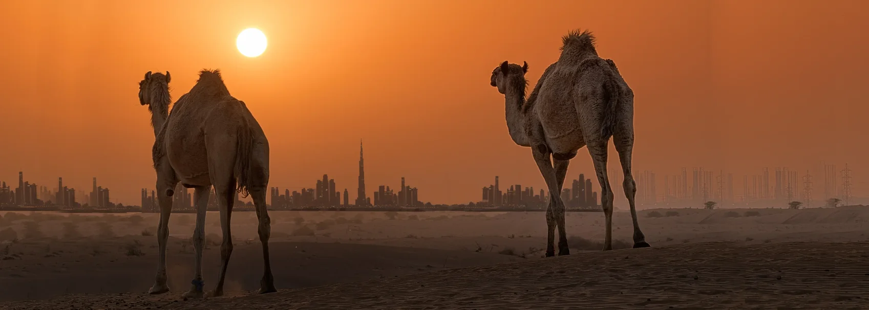 Dubai Frame || Desert Safari with BBQ Dinner