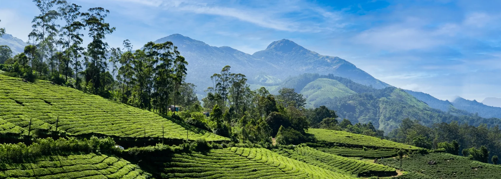 Munnar Sightseeing